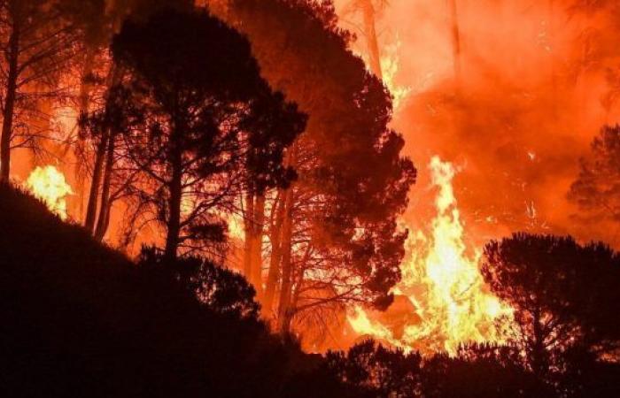 Los incendios, en Calabria y Sicilia, afectarán el 83% de la superficie en 2023