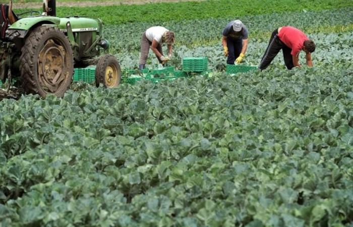 Rávena, huelga de los trabajadores del sector agrícola: Legacoop disponible para reabrir el diálogo