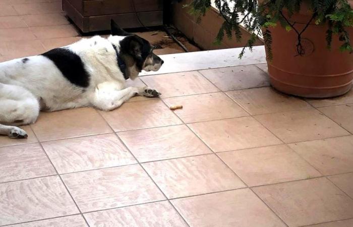 Foggia, el perro sufre una hemorragia en Vieste pero faltan los veterinarios: el viaje de 350 km para curarlo :: Informe en Foggia