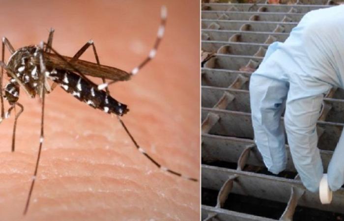 Plan antimosquitos, el Ayuntamiento de Trento inicia la distribución de kits de larvicidas a los ciudadanos: las intervenciones en las alcantarillas y las trampas Bg-gat llegan a las guarderías