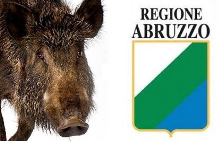 Cinghiali, Abruzos: “La región al lado de los agricultores”