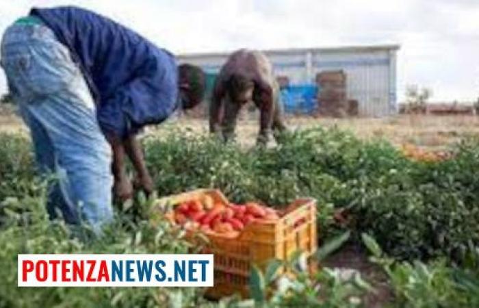 Potenza, se renueva el acuerdo para la recolección de tomates industriales: los detalles