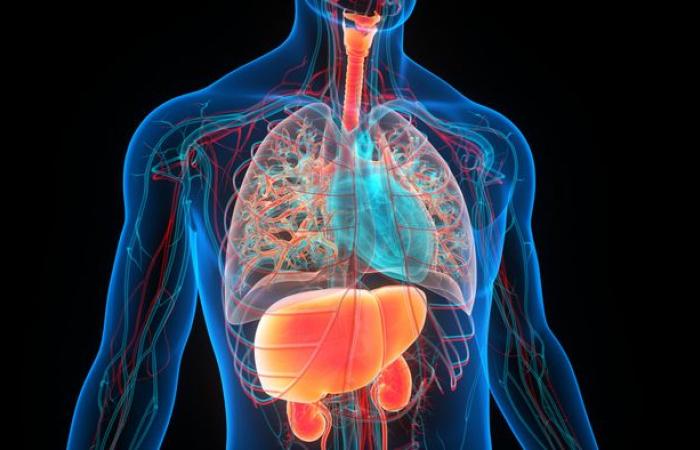 No sólo los pulmones, el Covid también ha afectado al corazón y los riñones – Medicina