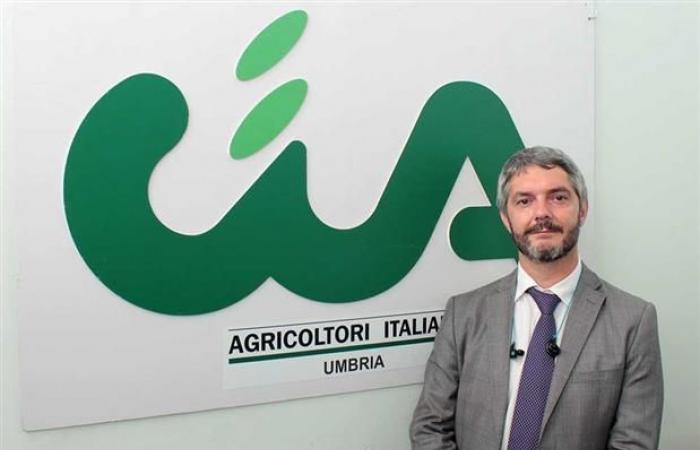 cereales, luz verde para el «Granaio Italia». Bartolini (Cia Umbría), «nuestra victoria para salvaguardar a los productores de cereales, incluida Umbría» – Centritalia News