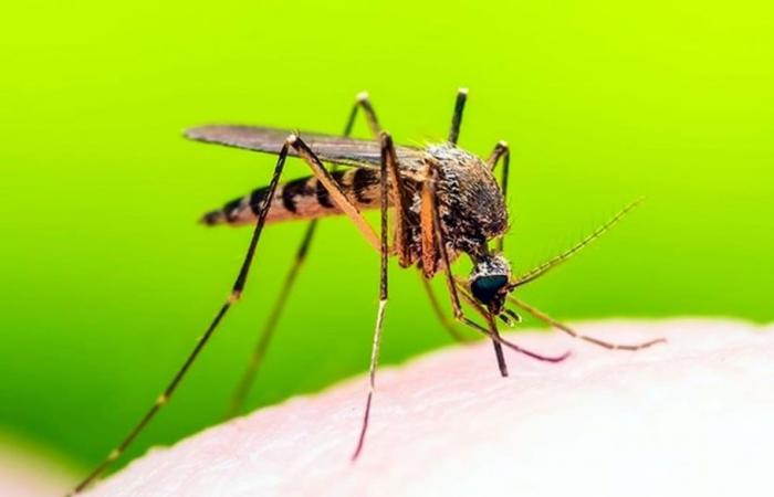 Prevención de la infección del Nilo Occidental: tratamiento obligatorio contra los mosquitos. Medio ambiente.