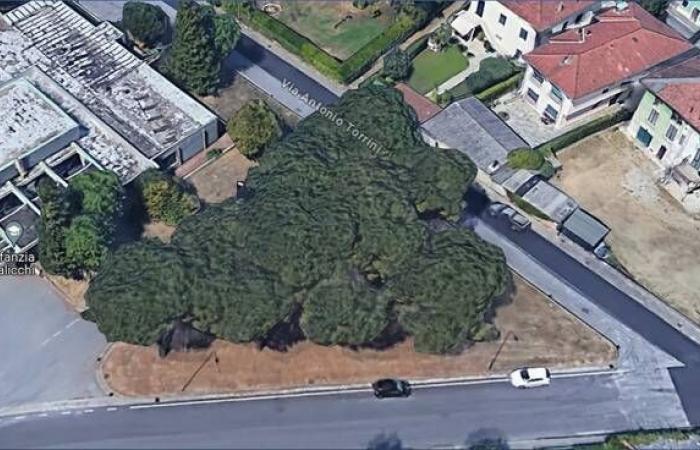 Ok a la propuesta del Club de Leones de Lucca Le Mura: un parque llevará el nombre de Romano Silva
