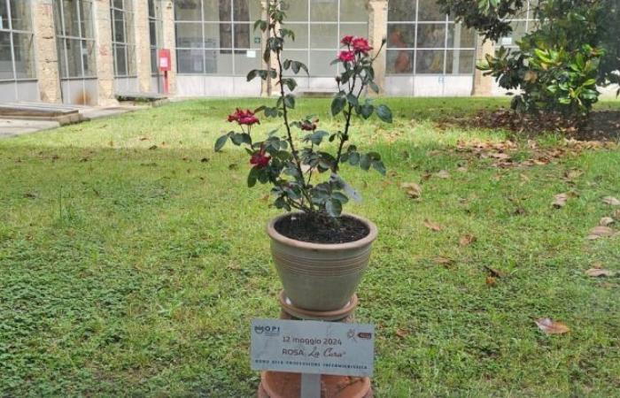 Una rosa dedicada a las enfermeras y enfermeros: el regalo de la histórica guardería de Pistoia