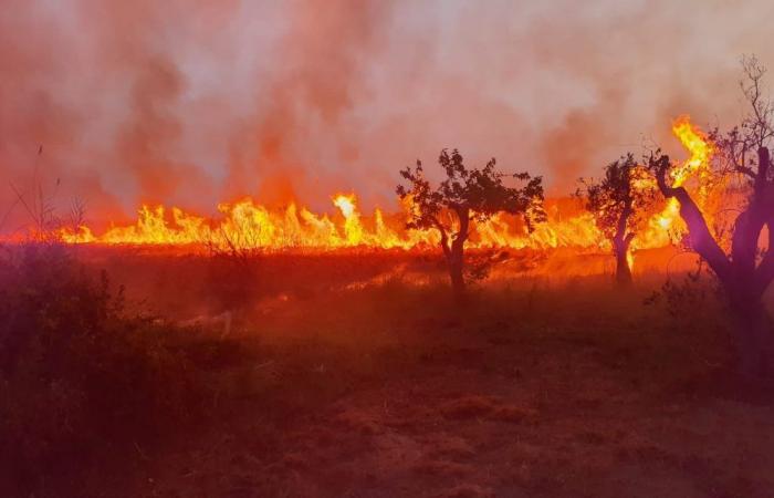 Un incendio provocado afectó la reserva natural WWF Le Cesine en Lecce
