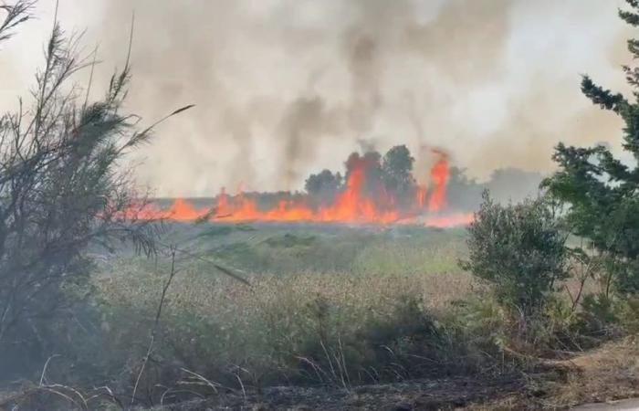 Otro incendio provocado: esta vez la reserva natural estatal Le Cesine en Apulia fue atacada