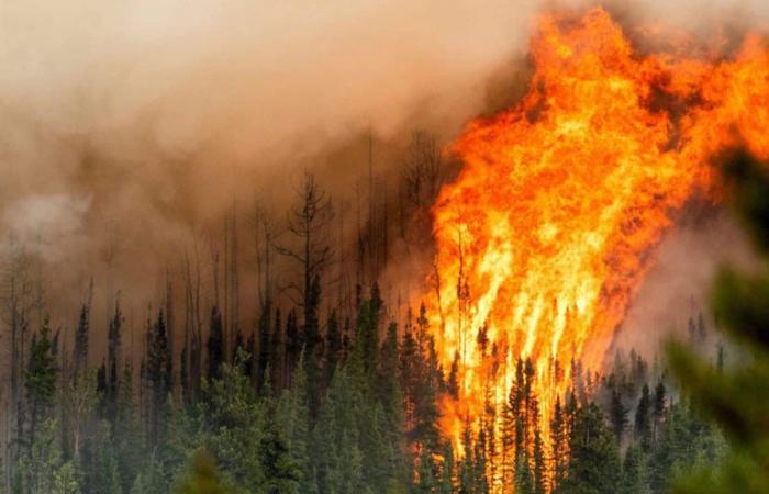 Incendios forestales: en Canadá la situación es muy delicada