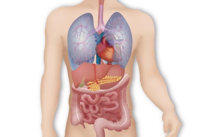 La infección por pericitos desencadena trombosis y empeora la insuficiencia respiratoria – Ciencia