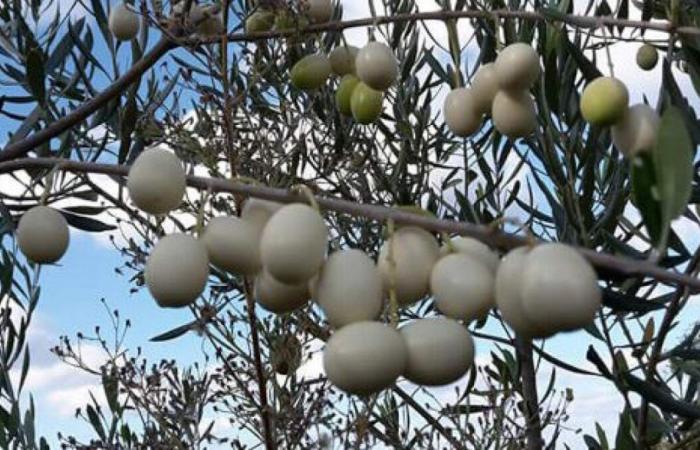 Aceite de oliva blanco virgen extra (Leucocarpa): propiedades y características