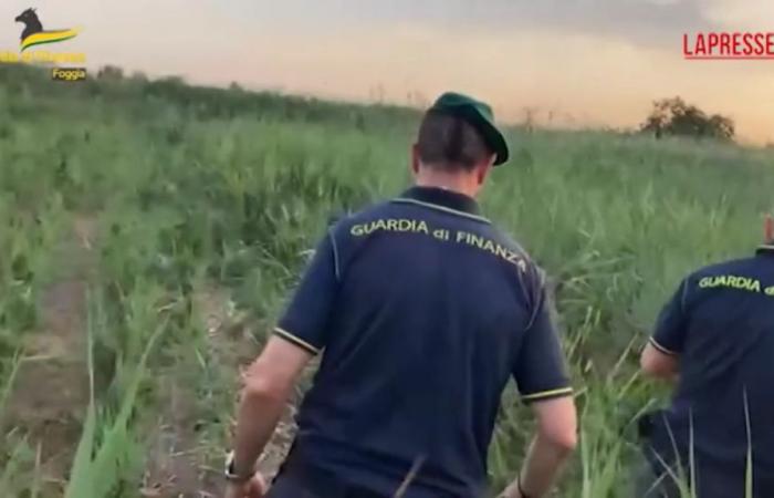 VIDEO Foggia, descubierta una gran plantación de cáñamo indio: informaron los propietarios