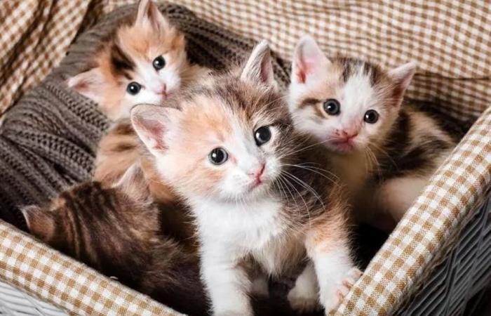 “Llegan 50.000 euros de la Región para el refugio para gatos de Rímini”
