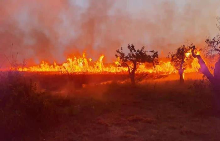 Le Cesine: incendio de probable origen malicioso, muchas hectáreas de reserva natural en llamas – Senza Colonne News