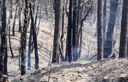 bien al plan contra los incendios forestales