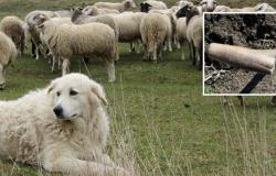 Seis cachorros de Maremma asesinados con palas: dos pastores en juicio