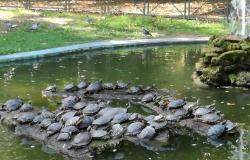 La Asociación UNA y su compromiso con la naturaleza y los animales vuelve hoy con la operación de limpieza del estanque de los jardines públicos de Asti