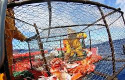 Pescadores aficionados, comienza la revuelta en Liguria contra la reducción de los anzuelos de palangre