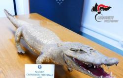 Los carabineros de Asti encuentran un cocodrilo disecado, probablemente detenido ilegalmente: incautado – Lavocediasti.it