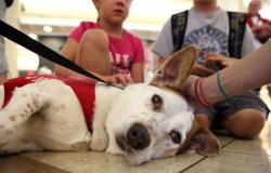 Emilia Romagna, primera licitación de 200.000 euros para terapia con animales