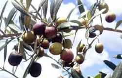 La formación de compuestos volátiles en el aceite de oliva virgen extra debido a la madurez del fruto