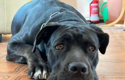 Turín, un perro salvado del maltrato ahora busca una nueva familia