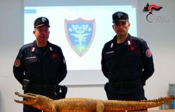 Asti y los Carabinieri del Bosque encuentran un cocodrilo disecado