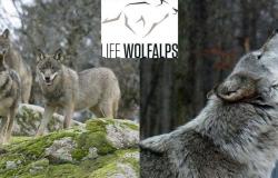 Protección de los lobos, gran final del proyecto europeo Life WolfAlps en Trento, organizado por Muse – Noticias