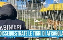 Los tigres de Afragola fueron liberados, en un bombardeo de la policía y de las autoridades sanitarias locales hace un mes