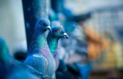 ¿Cómo sacar las palomas del balcón de forma permanente? — idealista/noticias