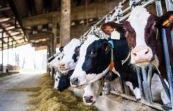 Carne, la FAO supuestamente tergiversó dos estudios para favorecer a la industria