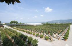 El primer enfoque de Agricultura 4.0 para viveros surge entre Pisa y Pescia