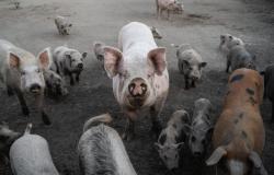 Peste porcina en Italia, jamón de Parma en riesgo: exportaciones bloqueadas – QuiFinanza