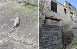 Viterbo – Deterioro y seguridad en riesgo en Piazza Campoboio, ratas y muros inseguros en el centro