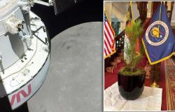 La NASA comenzará a distribuir ‘árboles lunares’ con semillas que volaron alrededor de la Luna