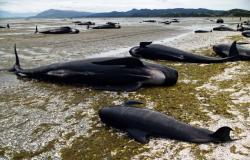 Decenas de ballenas piloto muertas tras varamiento masivo en Australia Occidental