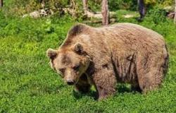 El Gobierno no impugna la “Ley sobre la matanza de osos” de Trentino, lo que preocupa a los defensores de los derechos de los animales. – BGS News – Buenos días Tirol del Sur