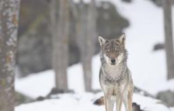 LIFE WolfAlps: conferencia final en Trento. Del 17 al 19 de mayo de 2024 | Blog De MontañaBlog De Montaña