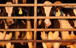 ¿La FAO ha tergiversado los estudios sobre la importancia de reducir el consumo de carne?