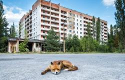 Cómo viven los animales y las plantas con la radiación en la “zona de exclusión” de Chernóbil