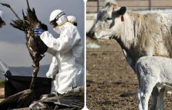 “Emergencia aviar, se transmite entre el ganado”: en Estados Unidos se estudian contramedidas para proteger a los humanos y evitar la epidemia