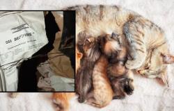 Canavese: abandonan a una gata preñada en una caja cerrada con alambre