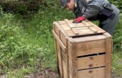 El corzo atrapado en Somma Lombardo fue liberado en el bosque