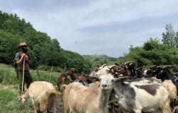 Las cabras de Valerio hacia Capracotta: la trashumancia sigue siendo una realidad en Alto Molise