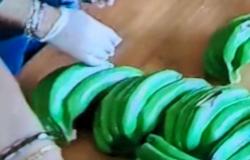 Regio de Calabria. Guardia di Finanza: incautados más de 250 kg de cocaína escondidos en un cargamento de plátanos falsos.