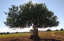 Ragusa, el desarrollo de la cadena de suministro de la algarroba: una conferencia para hacer balance