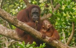 Malasia utiliza la diplomacia de los orangutanes para apoyar las exportaciones de petróleo: de eso se trata
