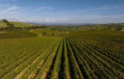 17 millones de la región de Toscana para renovar los viñedos