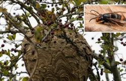 La avispa velutina en Lucca: encontrado un nido del insecto “asesino de abejas”
